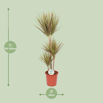 Drachenbaum Dracaena Bicolor – Ø24cm – ↕115cm – Exotische Zimmerpflanze – Luftreinigend & Pflegeleicht 