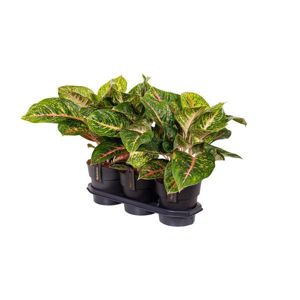 Kolbenfaden - Aglaonema Frühling Rot - Zimmerpflanze - Ø19cm - ↕60cm 