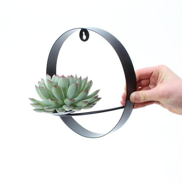 Sukkulente - Echeveria Pulidonis auf Wanddeko Ring Schwarz Ø20cm - ↕20 cm 