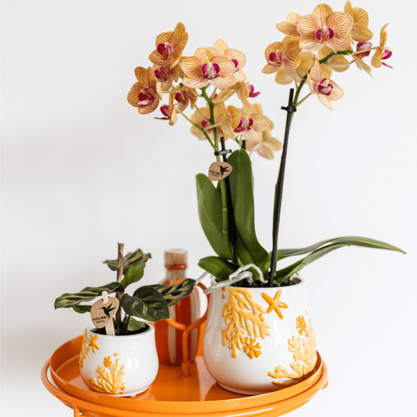 Calathea Makoyana – Pfauen-Korbmaranthe – Zimmerpflanze – Ø9cm – Exotische, kompakte Grünpflanze mit dekorativen Blättern – Luftreinigend & pflegeleicht 