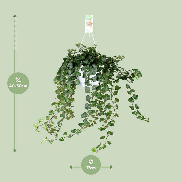 Efeu – Hedera Helix Wonder Green – Zimmerpflanze – Ø24 cm – 70 cm Höhe – Luftreinigend & Pflegeleicht – Kletterpflanze für Wohnräume 