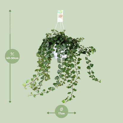 Efeu – Hedera Helix Wonder Green – Zimmerpflanze – Ø24 cm – 70 cm Höhe – Luftreinigend & Pflegeleicht – Kletterpflanze für Wohnräume 