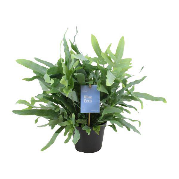 Baumfreund - Phlebodium Blauer Farn - Zimmerpflanze - Ø14cm - ↕40cm 