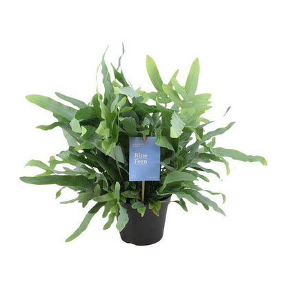 Baumfreund - Phlebodium Blauer Farn - Zimmerpflanze - Ø14cm - ↕40cm 