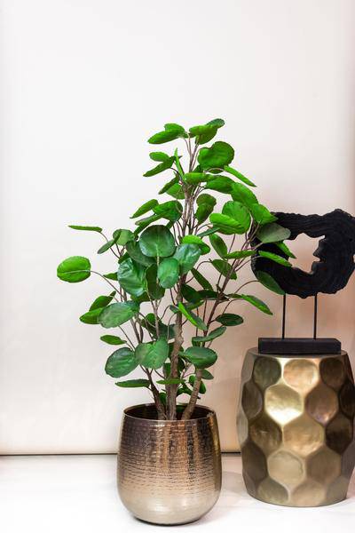 Kunstpflanze - Polyscias - Aralia - 105 cm 