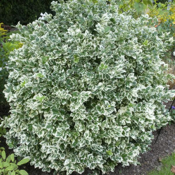 Kletter-Spindelstrauch Euonymus fortunei 'Emerald 'n Gaiety' – 6 Pflanzen – ↕10-25cm – Ø9cm – Winterhart & pflegeleicht – Bodendecker, Hecke & Solitär 
