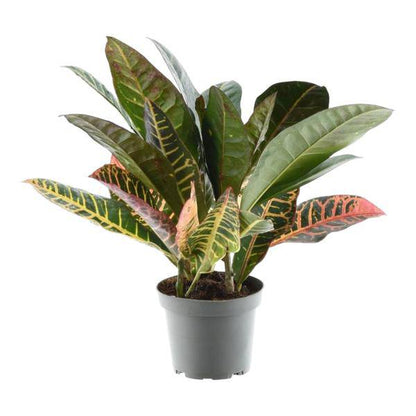 Codiaeum variegatum 'Petra' – Wunderstrauch – Buntblättrige Zimmerpflanze – Exotische Dekopflanze – Pflegeleicht – ↕30cm – Ø12cm 