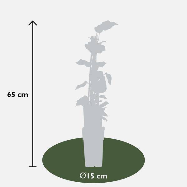 Bunter Efeu - Hedera algeriensis 'Gloire de Maren' - Ø15cm - ↕65cm 