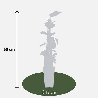 Bunter Efeu - Hedera algeriensis 'Gloire de Maren' - Ø15cm - ↕65cm 
