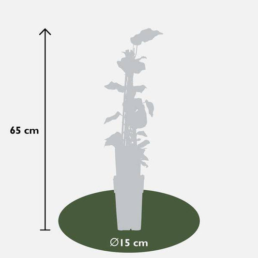 Bunter Efeu - Hedera algeriensis 'Gloire de Maren' - Ø15cm - ↕65cm 