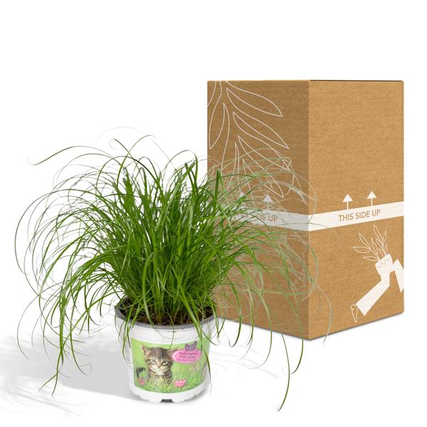 Katzengras – Cyperus alternifolius – Ø12cm x H20cm – Wechselblättriges Zyperngras als Zimmerpflanze – Ungiftig für Katzen – Im Pflanztopf – Direkt aus der Gärtnerei 