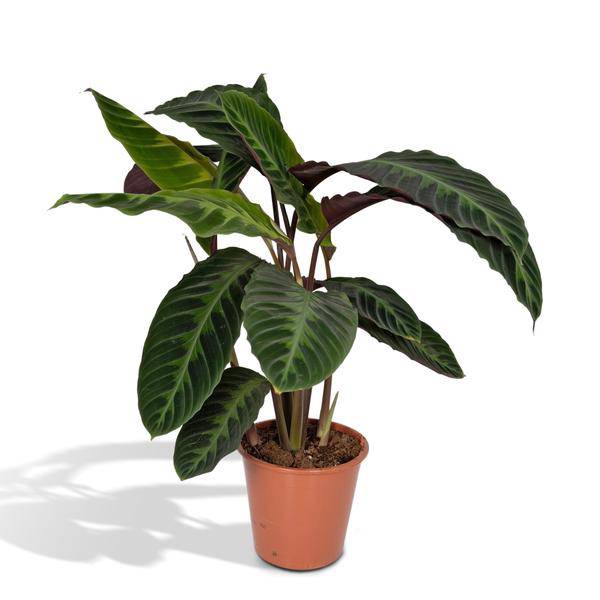Calathea Warscewiczii – Pfauenpflanze – Ø19cm x H70cm – Samtige Zimmerpflanze mit gemusterten Blättern – Für schattige Standorte – Pflegeleicht – Direkt aus der Gärtnerei 