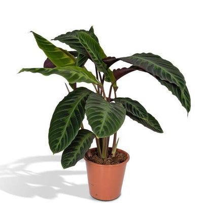 Calathea Warscewiczii – Pfauenpflanze – Ø19cm x H70cm – Samtige Zimmerpflanze mit gemusterten Blättern – Für schattige Standorte – Pflegeleicht – Direkt aus der Gärtnerei 