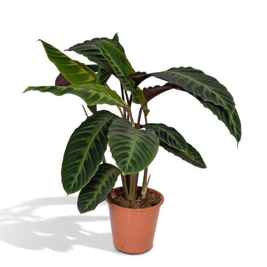Calathea Warscewiczii – Pfauenpflanze – Ø19cm x H70cm – Samtige Zimmerpflanze mit gemusterten Blättern – Für schattige Standorte – Pflegeleicht – Direkt aus der Gärtnerei 