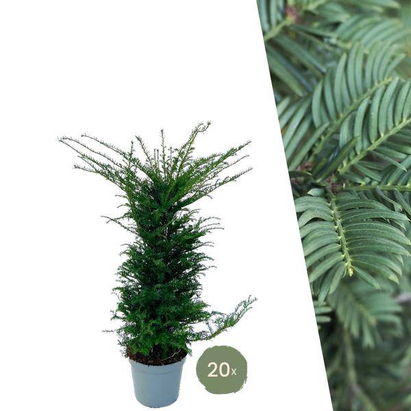 Eibe Baccata – Eibenhecke – 20 Pflanzen für 10 Meter – Immergrüne Heckenpflanzen 100–125cm – Gemeine Eibe – Dicht wachsend & schnittverträglich 