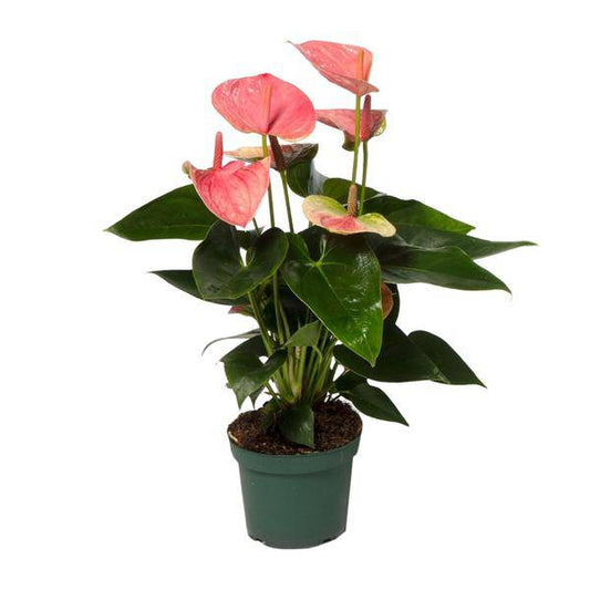 Flamingoblume Anthurium Sweet Dream – Zimmerpflanze – Ø12 cm Topf – Ca. 35 cm hoch – Elegante, pflegeleichte Flamingoblume mit leuchtenden herzförmigen Blüten – Luftreinigend & dekorativ 
