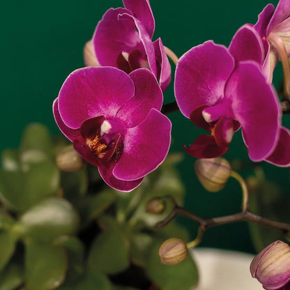 Pflanzenset Hotel Chic – Flieder – Phalaenopsis Orchidee & Sukkulenten – Inklusive Diamond- & Groove-Keramiktöpfe – Mit Monkey Long Tail & goldenem Tablett – Elegantes Zimmerpflanzen-Set 