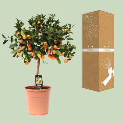 Orangenbaum - Calamondinorange - Citrus Calamondin - Ø22cm - ↕80cm 