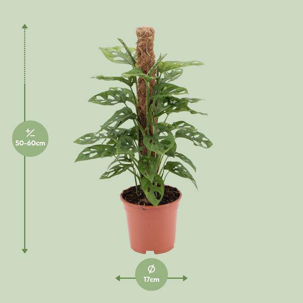 Fensterblatt - Monstera Monkey Leaf - Zimmerpflanze - Ø17cm - ↕60cm 