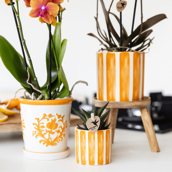 Phalaenopsis Orchidee Bozen Orange – Zimmerpflanze Ø9cm – inkl. Painted Stripe Topf Orange – Exotische Orchidee mit 2–3 Blütenstielen – Dekorative Blütenpflanze für Wohnzimmer & Büro 
