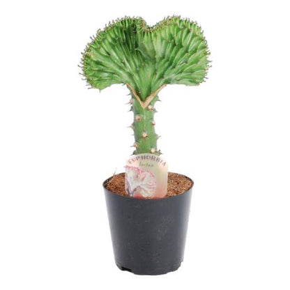 Euphorbia lactea Cristata Grün – Korallen-Wolfsmilch – Zimmerpflanze – Höhe ca. 35cm – ø12cm – Exotische Sukkulente in Korallenform – Pflegeleicht & dekorativ für sonnige Standorte 