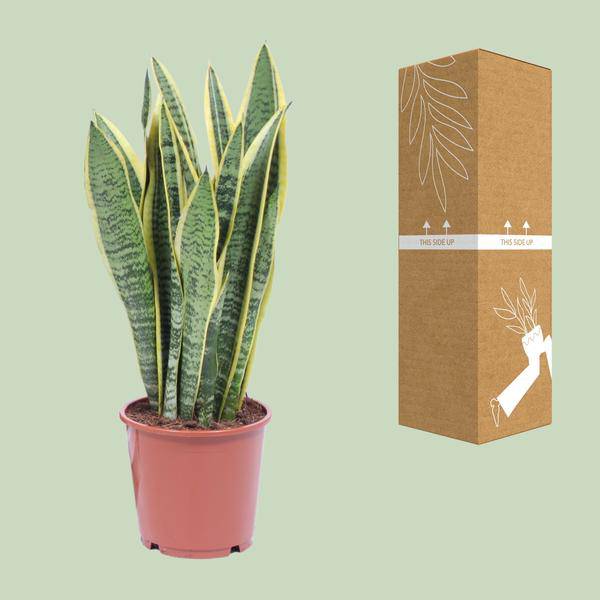 Bogenhanf Sansevieria Trifasciata Laurentii – Schwiegermutterzunge – Zimmerpflanze – Ø14 cm Topf – ca. 40-50 cm hoch – Luftreinigend & Pflegeleicht – Halbschatten 