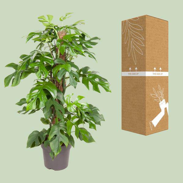 Fensterblatt - Monstera Minima - Zimmerpflanze - Ø19cm - ↕80cm 