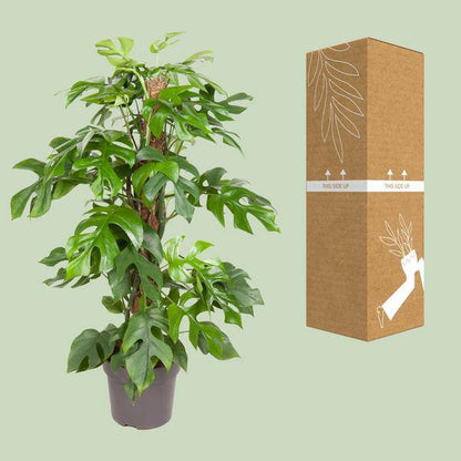 Fensterblatt - Monstera Minima - Zimmerpflanze - Ø19cm - ↕80cm 