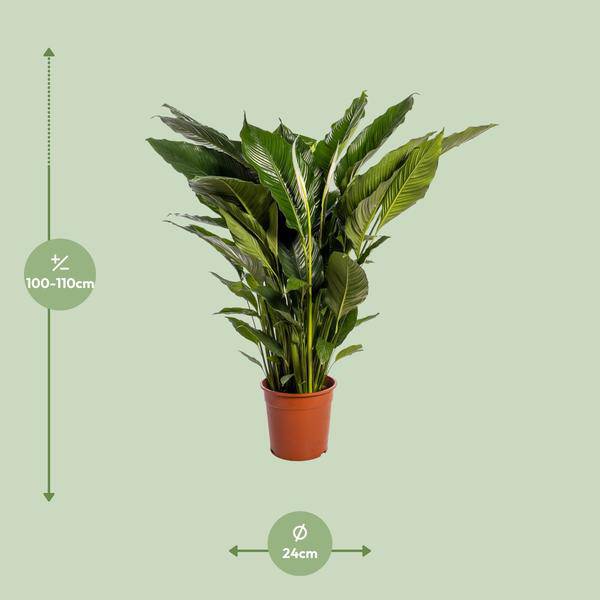 Einblatt - Spathiphyllum Sweet Sebastiano - Zimmerpflanze - Ø24cm - ↕110cm 