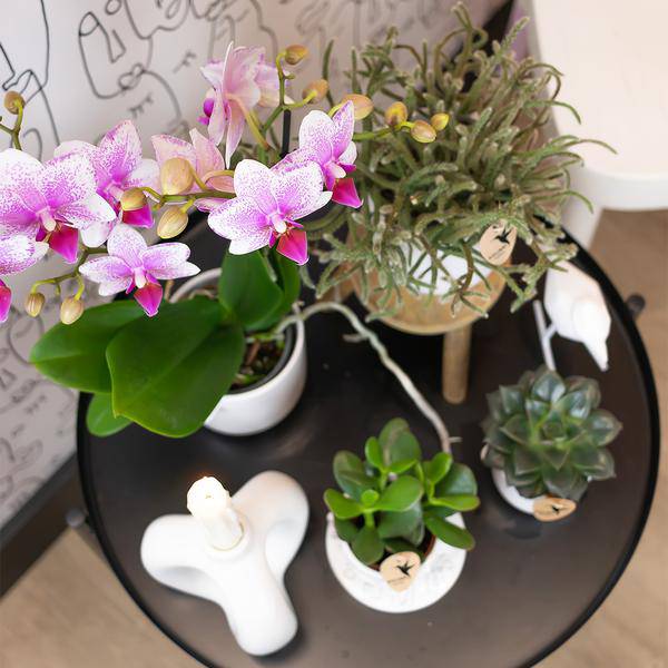 Phalaenopsis Orchidee – Rosa Mineral Rotterdam – Ø9cm – Blühende Zimmerpflanze – 2–3 Zweige – Pflegeleicht & dekorativ – Für Wohnzimmer, Büro & Bad 