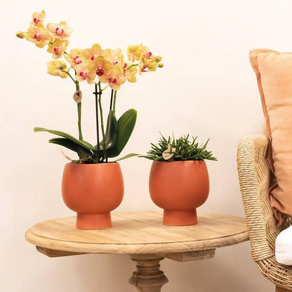 Phalaenopsis Orchid Orange Jamaica – Zimmerpflanze – Ø9cm – Strahlend orangefarbene Blüten 