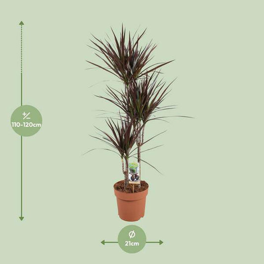 Drachenbaum - Dracaena Magenta - Zimmerpflanze - Ø21cm - ↕120cm 