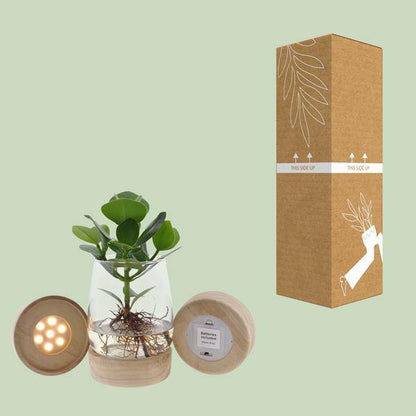 Clusia In Kingston Glas + LED - Ø12cm - ↕30cm 