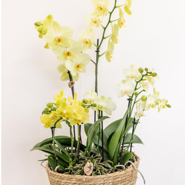 Einlage mit Wasserreservoir für Orchideenschale – Bewässerungssystem für Orchideen – Feldstrauß 1x12cm + 2x9cm + 3x WaterWicks – Selbstbewässerung für Kolibri Orchideen – Ø25cm 