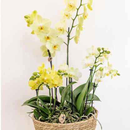 Einlage mit Wasserreservoir für Orchideenschale – Bewässerungssystem für Orchideen – Feldstrauß 1x12cm + 2x9cm + 3x WaterWicks – Selbstbewässerung für Kolibri Orchideen – Ø25cm 
