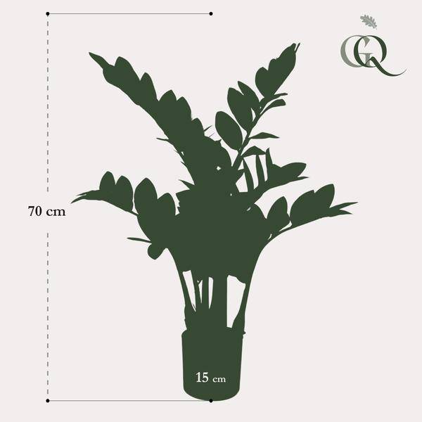 Kunstpflanze - Zamioculcas - Zimmerpalme - 70 cm 