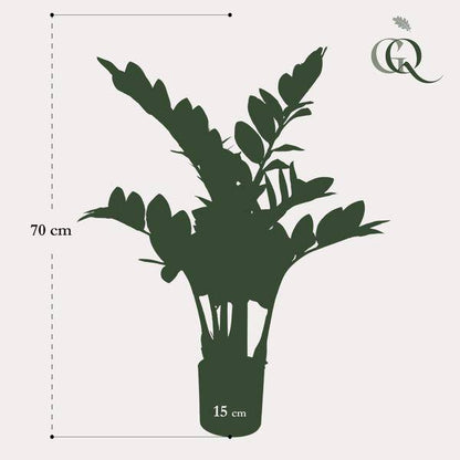 Kunstpflanze - Zamioculcas - Zimmerpalme - 70 cm 