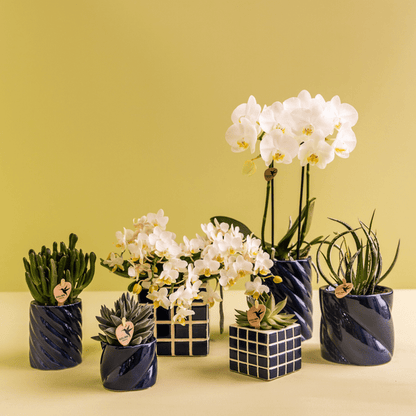 Amabilis Orchidee Weiß & Sukkulente Haworthia – Zimmerpflanzen Set – Candy Dekotöpfe Blau Ø9cm & Ø6cm – Pflanzenset für Wohnzimmer & Geschenkidee 