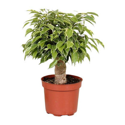 Birken-Feige - Ficus Benjamina Kinky - Zimmerpflanze - Ø12cm - ↕28cm 