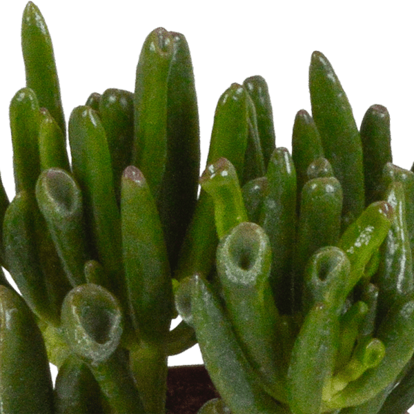 Dickblatt - Crassula - Mix - 8,5 cm - 3 Stück - im Witte-Topf 