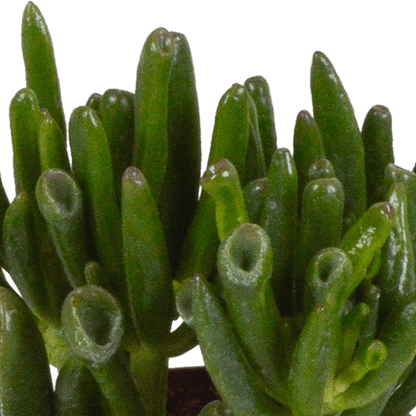 Dickblatt - Crassula - Mix - 8,5 cm - 3 Stück - im Witte-Topf 