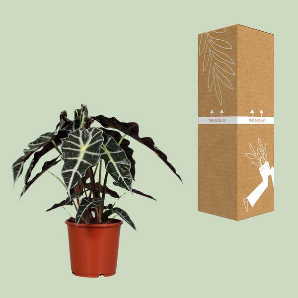 Pfeilblatt - Alocasia Polly - Zimmerpflanze - Ø17cm - ↕45cm 