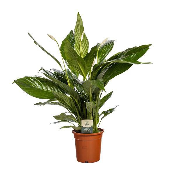 Einblatt Spathiphyllum Bingo Cupido – Zimmerpflanze – Ø19cm – 80cm Höhe – Friedenslilie mit weißen Blüten – luftreinigend & pflegeleicht 