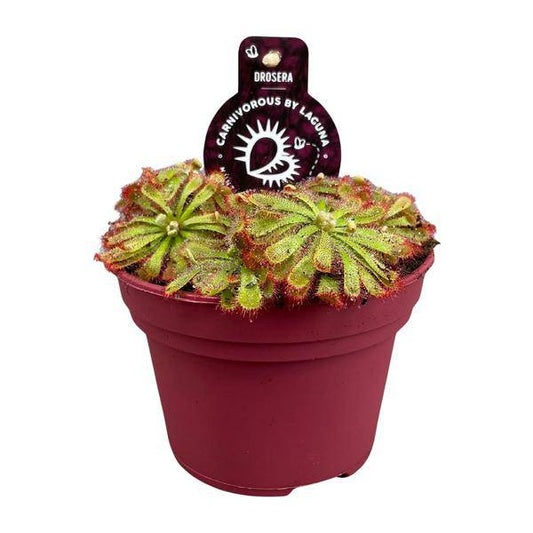 Drosera Aliciae – Sonnentau – Ø12cm – Fleischfressende Pflanze – Zimmerpflanze für Insektenabwehr & Dekoration – Pflegeleicht & faszinierend 