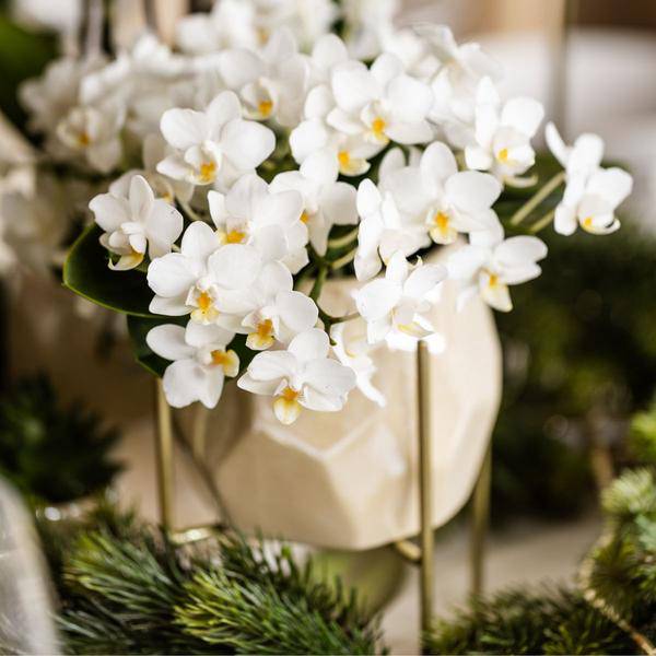 Weiße Orchidee 'Nazaré' – Zimmerpflanze – Ø9cm Topf – inkl. Dekotopf Pearl Travertin – Kompakte Tischdeko – Elegante Blütenpracht 