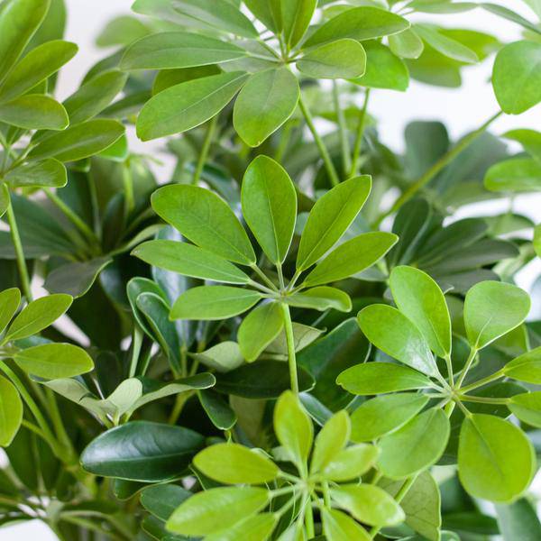 Schefflera Arboricola Nora – Birkenfeige – Zimmerpflanze + Blumentopf Sofia Natur – ↕70cm – Ø21cm – Handförmige Blätter – Pflegeleicht & dekorativ 