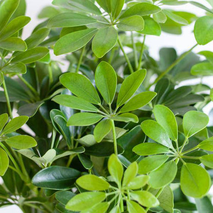 Schefflera Arboricola Nora – Birkenfeige – Zimmerpflanze + Blumentopf Sofia Natur – ↕70cm – Ø21cm – Handförmige Blätter – Pflegeleicht & dekorativ 
