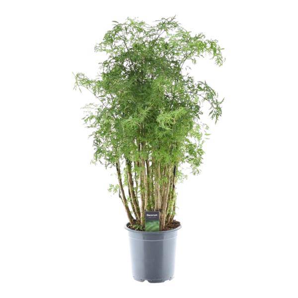 Polyscias Hawaiiana Ming – Fiederaralie – Immergrüne Zimmerpflanze – Elegante Grünpflanze für Wohnzimmer & Büro – ↕90cm – Ø24cm 