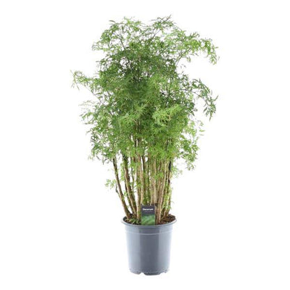 Polyscias Hawaiiana Ming – Fiederaralie – Immergrüne Zimmerpflanze – Elegante Grünpflanze für Wohnzimmer & Büro – ↕90cm – Ø24cm 