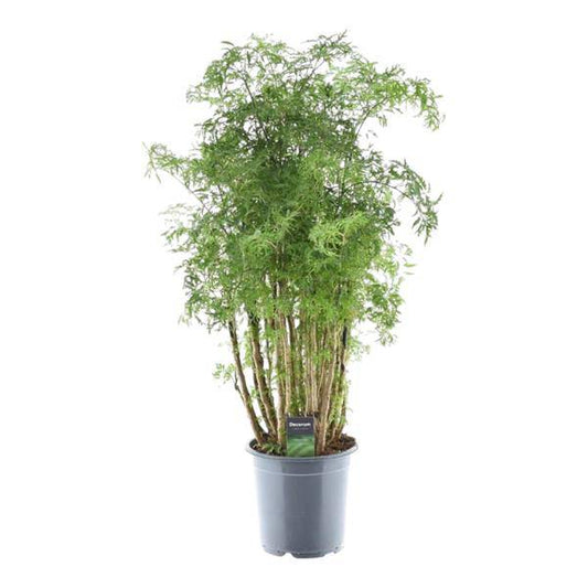 Polyscias Hawaiiana Ming – Fiederaralie – Immergrüne Zimmerpflanze – Elegante Grünpflanze für Wohnzimmer & Büro – ↕90cm – Ø24cm 
